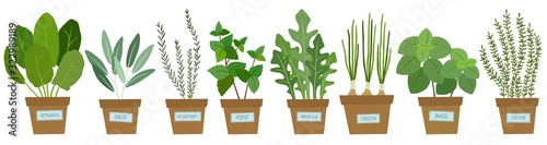 Fototapeta Set of potted herbs. Vector illustration.