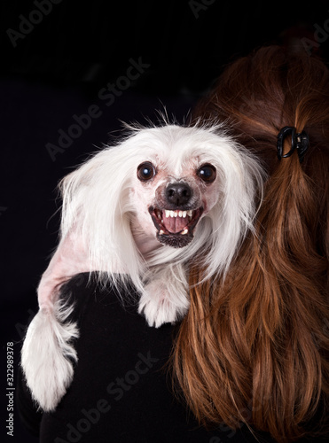 Chinese Crested Hairless dog growls guards on the shoulder of the owner