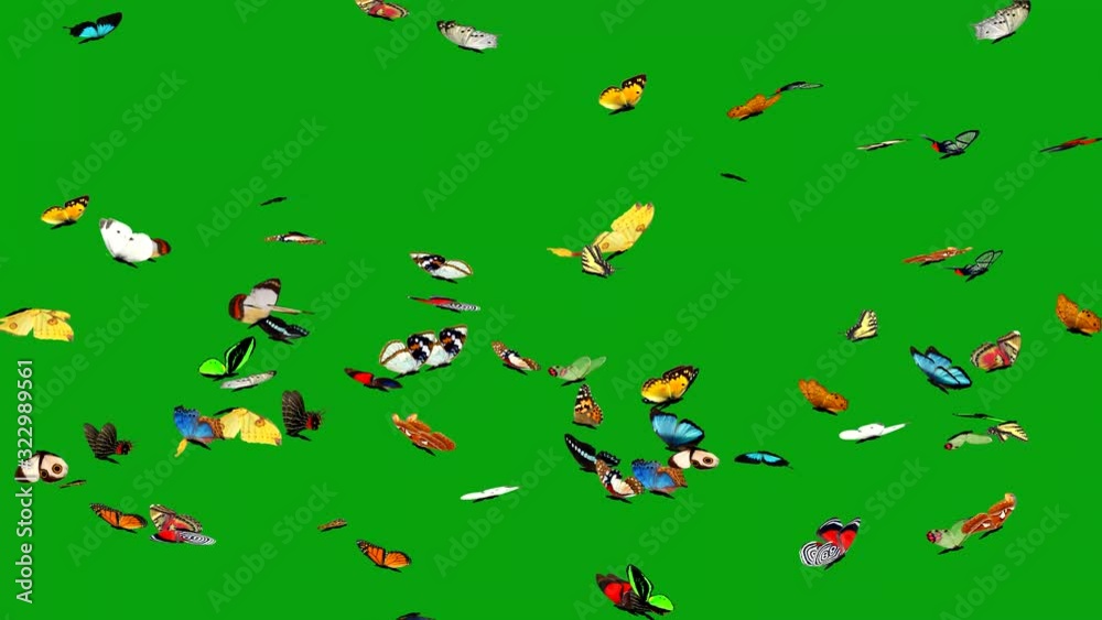 Flying butterflies motion graphics with green screen background Flying butterflies motion graphics with green screen background