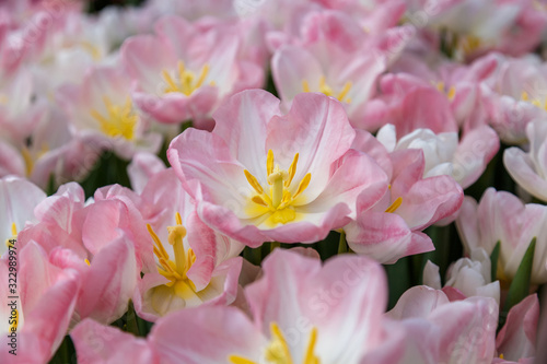 Blooming pink tulips in a field close-up. Beautiful floral pattern.