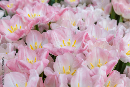 Blooming pink tulips in a field close-up. Beautiful floral pattern.