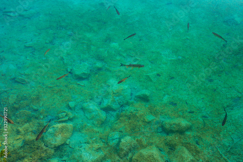 Fish in water in the Plitvice Lakes National Park.