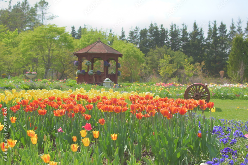 Obraz premium 十勝のチューリップ