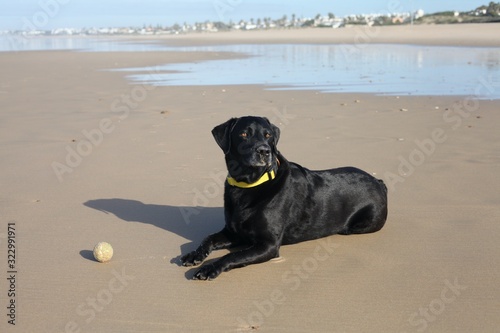 Black Labrador on the Beach
