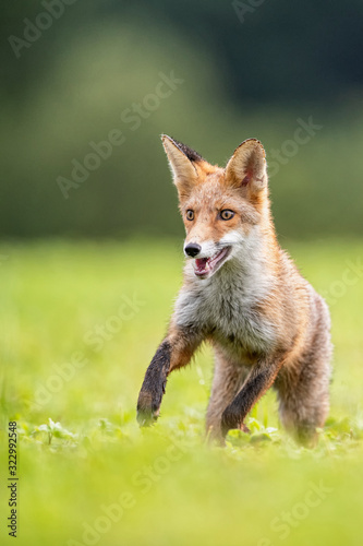 Young fox in its natural habitat in a summer meadow