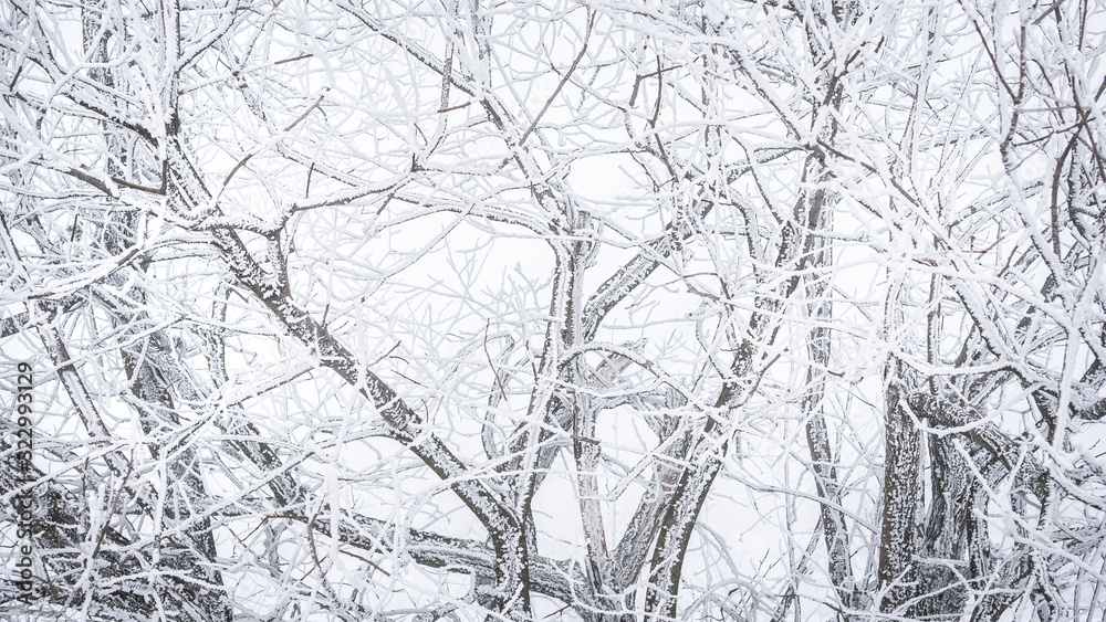 The snow-covered branches of a deciduous tree, creating a beautiful interwoven pattern.