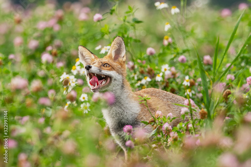 Young fox in its natural habitat in a summer meadow