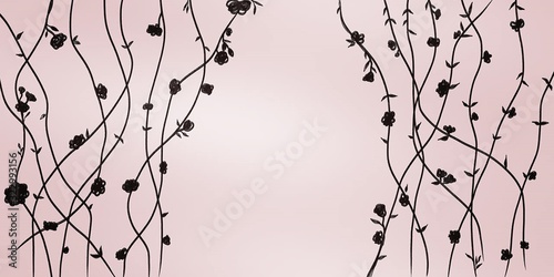 black rose on pink background  photo