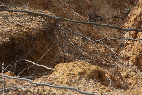 Roots in a Mud Bank