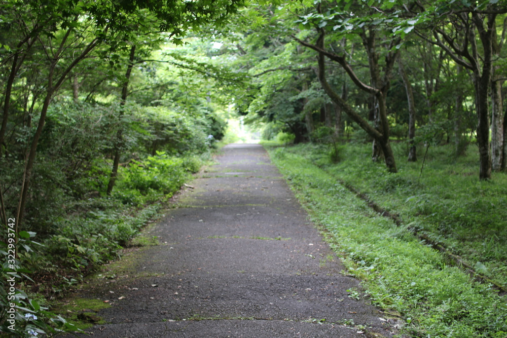 並木道