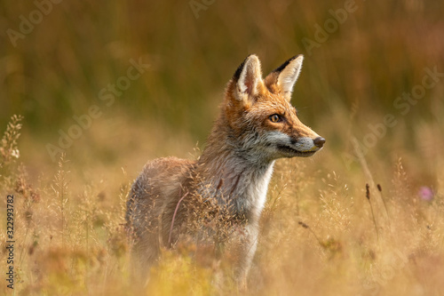 Young fox in its natural habitat in a summer meadow © Lukas