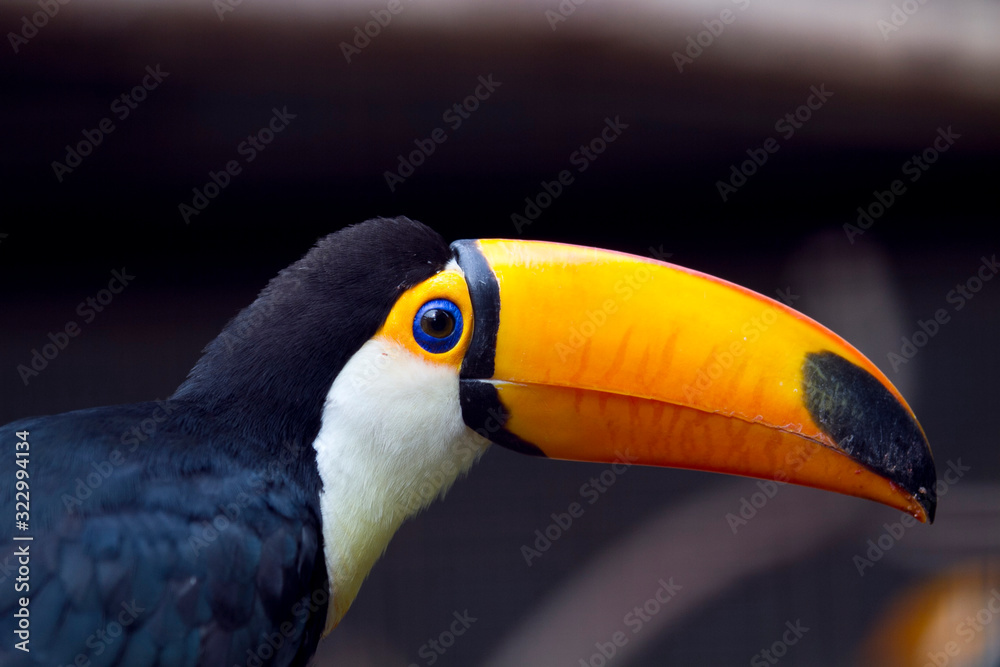 Obraz premium Toco toucanbird, toucan bird