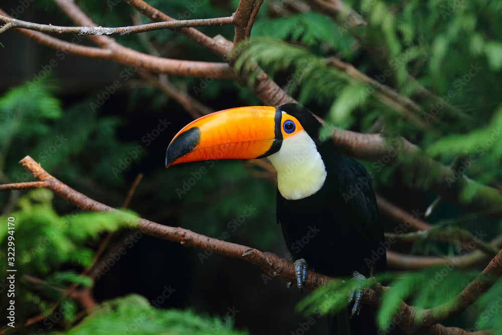 Fototapeta premium Toco toucanbird, tukan ptak