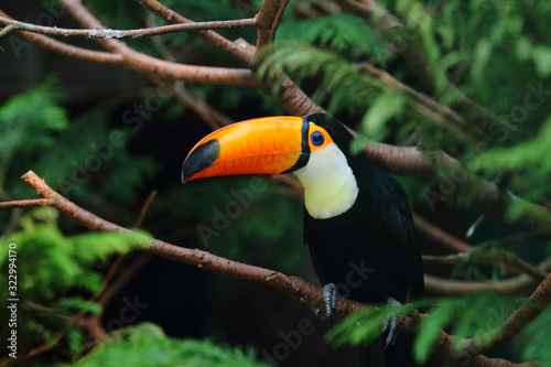 Toco toucanbird, toucan bird