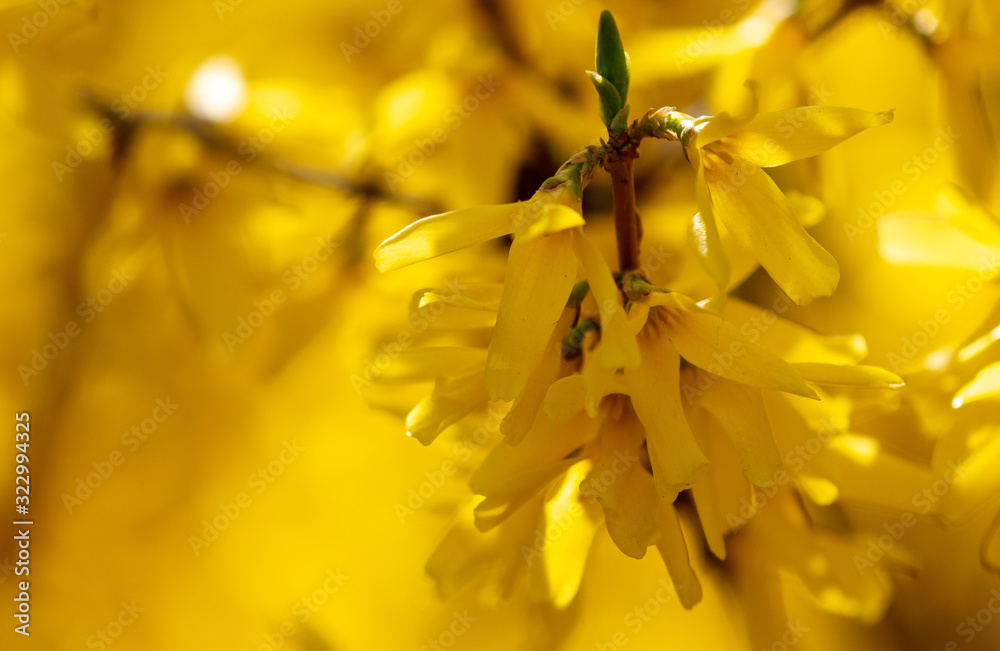 Obraz premium Yellow flower in the park in spring