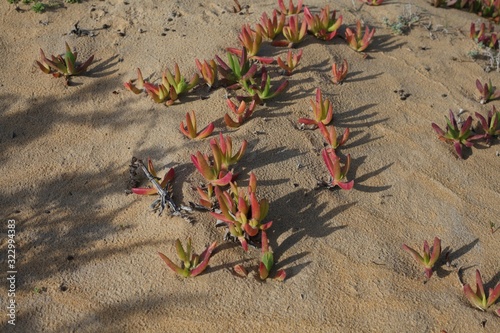 Sand Plants