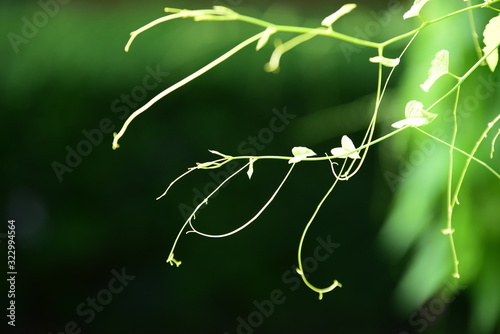 The green leaves in the morning sunlight are used as background images.