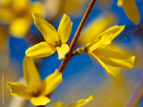 Yellow flower on a background of blue sky in spring