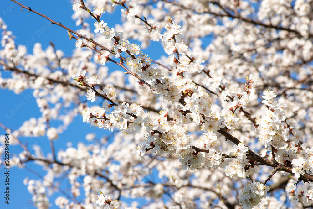 Twigs of blooming sakura with white flowers against a blue sky in early spring Twigs of blooming sakura with white flowers against a blue sky in early spring