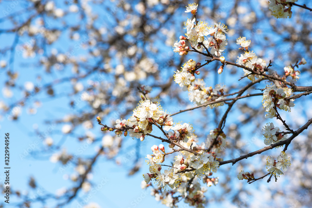 Twigs of blooming sakura with white flowers against a blue sky in early spring Twigs of blooming sakura with white flowers against a blue sky in early spring