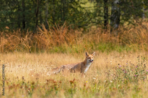 Young fox in its natural habitat in a summer meadow