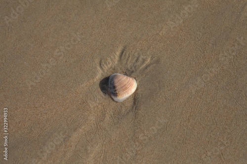 Shell is shallow water