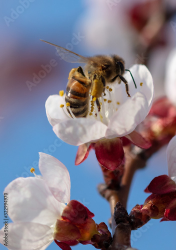 A bee collects honey from a flower in spring