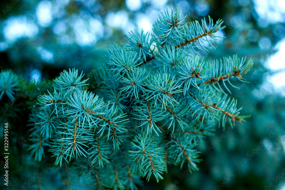 Blue spruce, green spruce, blue spruce, with the scientific name Picea pungens, is a species of spruce tree. Selective focus.