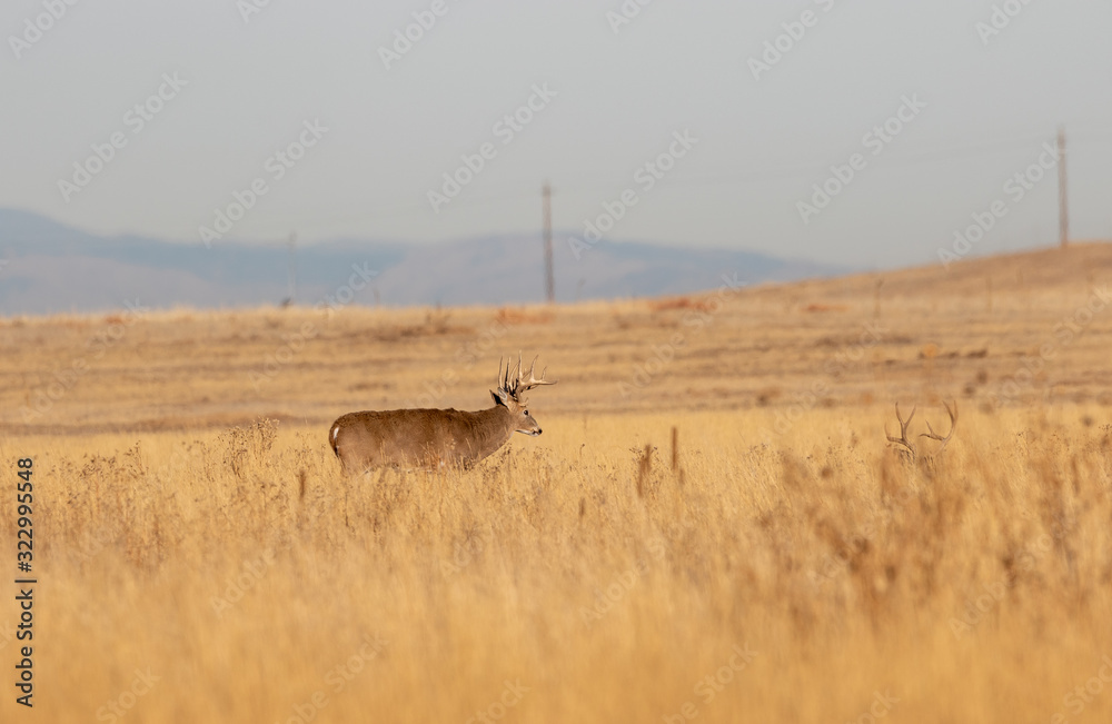 Fototapeta premium Buck Whitetail Deer in Colorado in Autumn