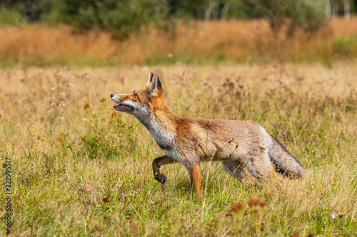 Fototapeta Naklejka Na Ścianę i Meble -  Young fox in its natural habitat in a summer meadow