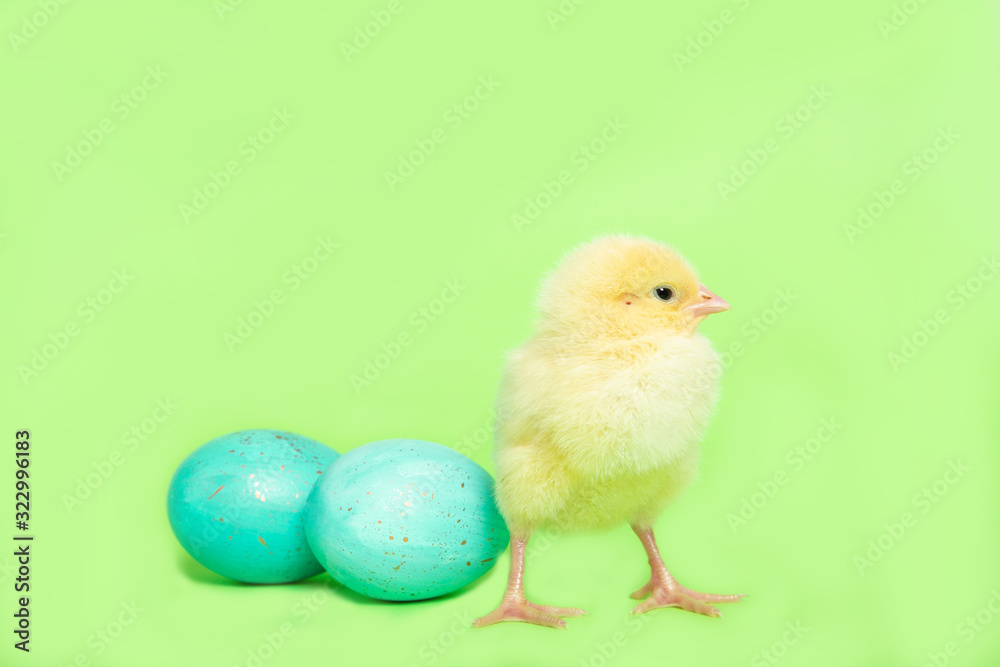 Chicken on a green background with an Easter egg, isolation, place for text