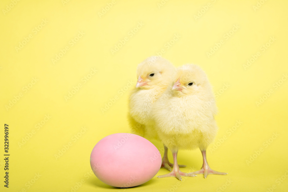Chicken on a yellow background with an Easter egg, Isolation, Place for text. Chicken on a yellow background with an Easter egg, Isolation, Place for text.