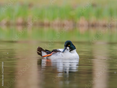 Male common goldeneye on the water. The common goldeneye (Bucephala clangula) is a medium-sized sea duck. 