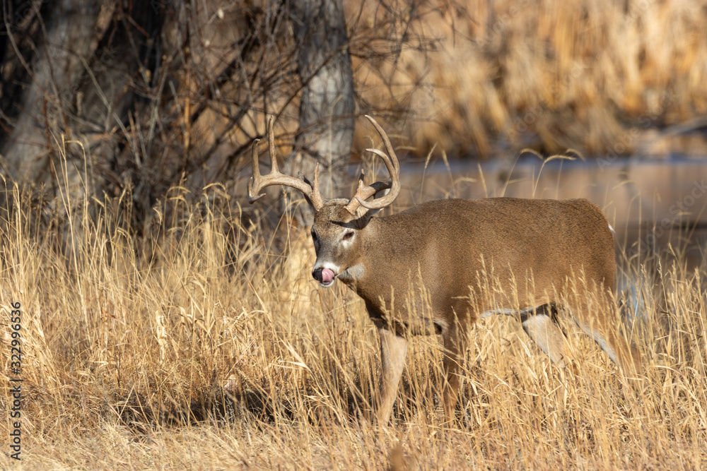 Buck Whitetail Deer in Colorado in Autumn Buck Whitetail Deer in Colorado in Autumn