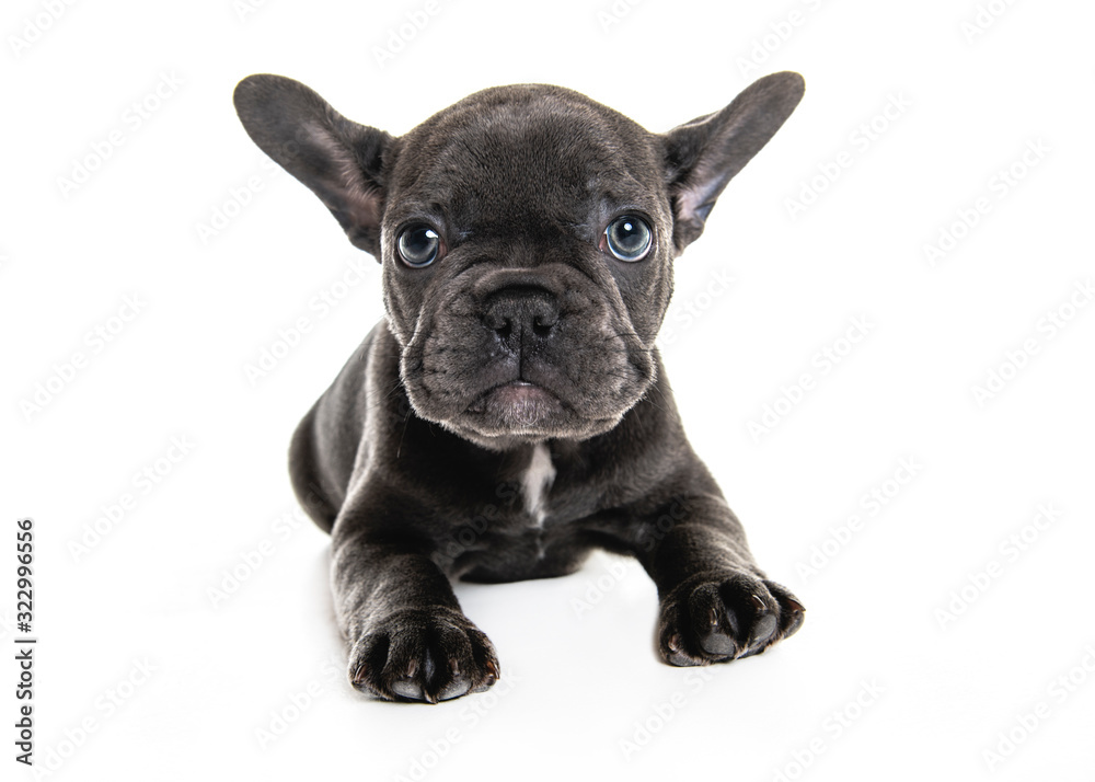 Black French bulldog puppy over a white background Black French bulldog puppy over a white background