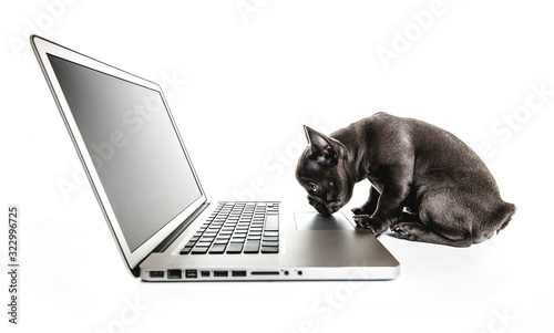 Black French bulldog puppy over a white background with laptop © Louis-Photo