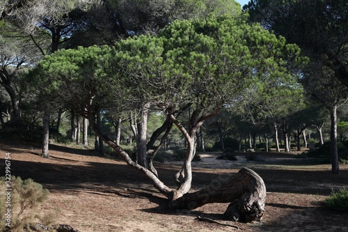 Twisted Trunk Pine Tree