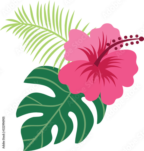 Hibiscus