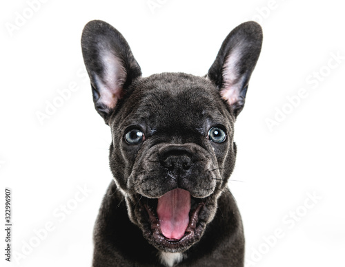 Black French bulldog puppy over a white background yawn © Louis-Photo