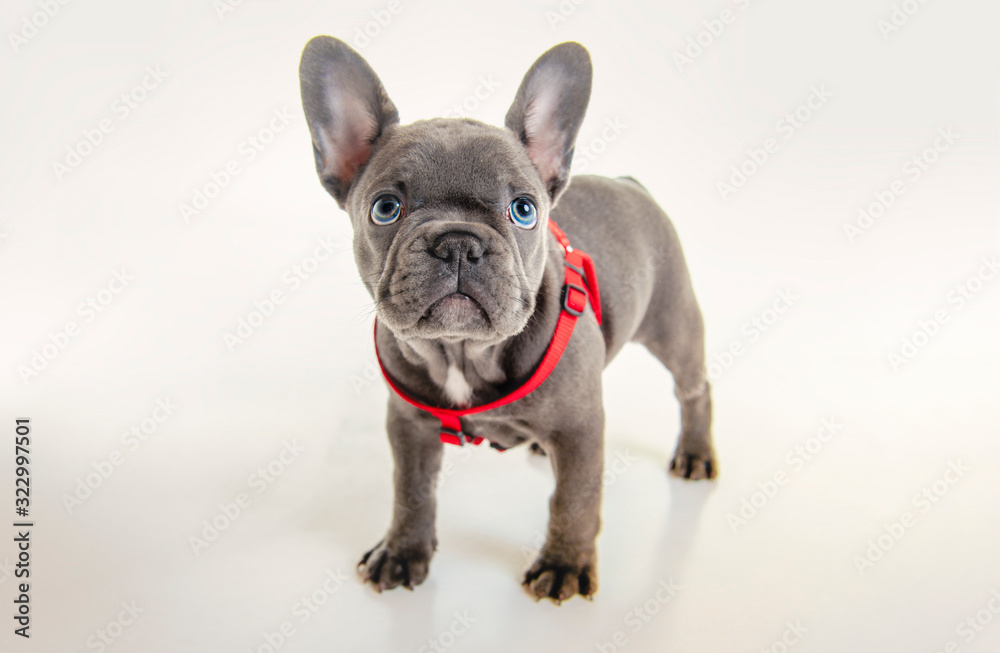 Black French bulldog puppy over a white background