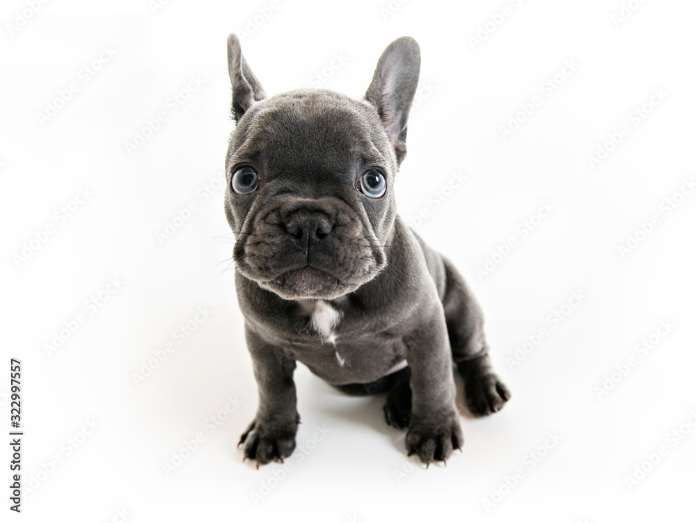 Black French bulldog puppy over a white background
