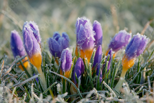 Krokusse Vorboten des Frühlings mit Rauhreif