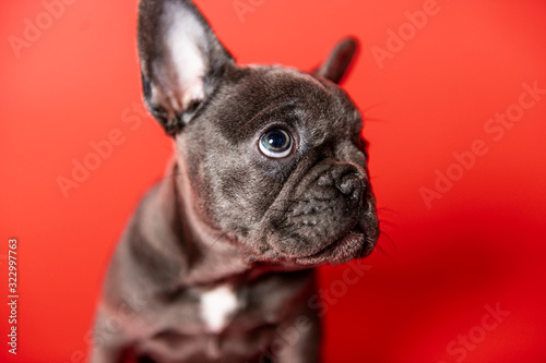 Black French bulldog puppy over a red background
