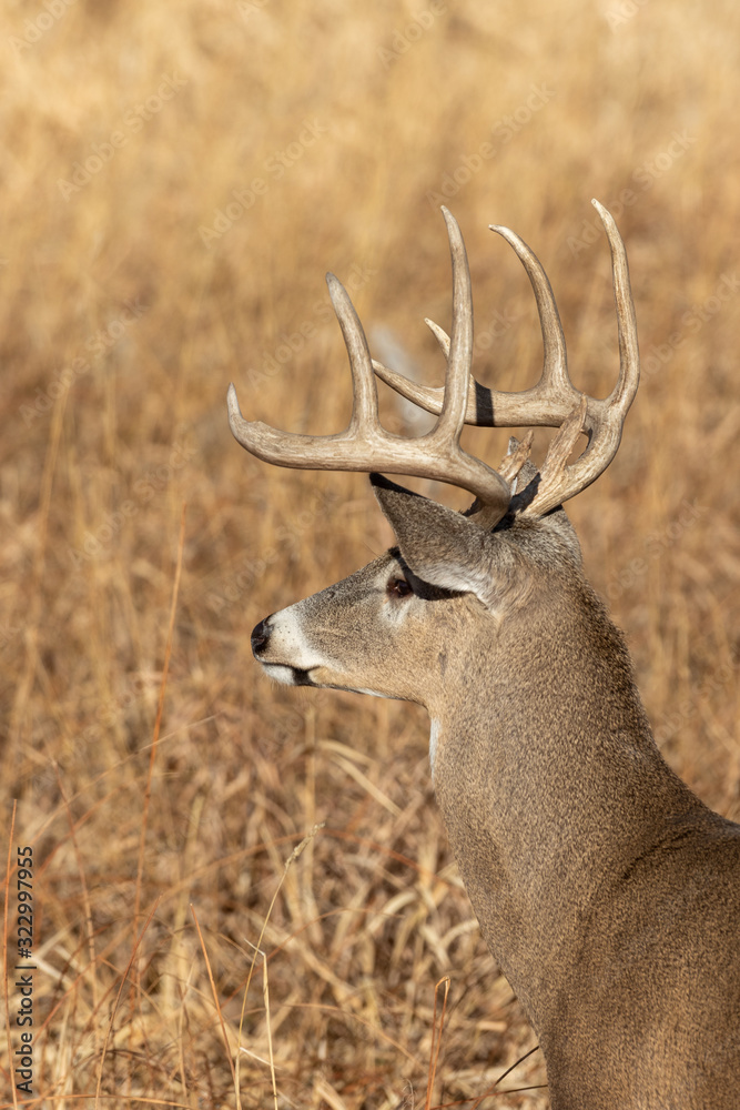 Fototapeta premium Buck Whitetail Deer in Colorado in Autumn