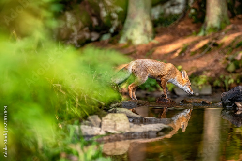 Young fox in its natural habitat in a forest with river © Lukas