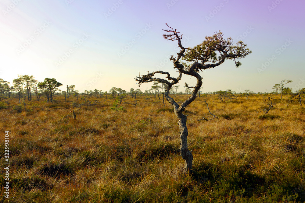 Obraz premium Foggy bog landscape with pink sky in Estonia at Marimetsa area. Scenic Landscape of Marimetsa bog, Estonia. Bog pool in the summer morning. Summer at swamp. Forest trees in pink sunrise