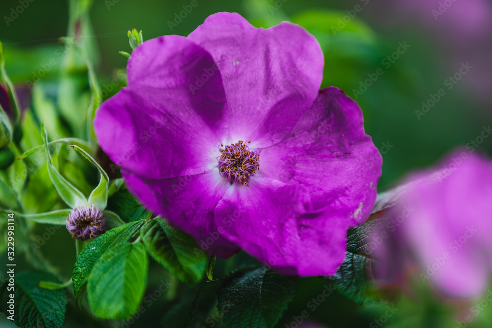 Fototapeta premium A pruple flower in a green field