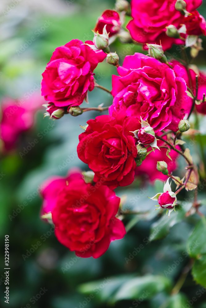 Red roses outdoor in a green field Red roses outdoor in a green field