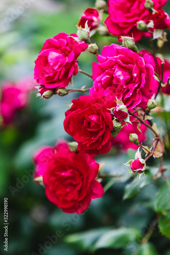 Red roses outdoor in a green field