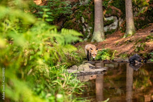 Young fox in its natural habitat in a forest with river